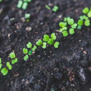 agriculture-close-up-cultivation-6427 Growing Tip