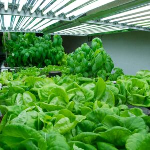 grow-lights-in-the-growroom (1) Lighting Tips
